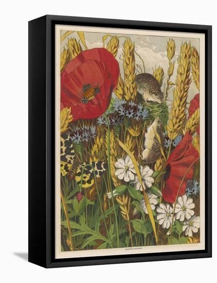 Two Harvest Mice Among the Ears of Corn and Poppies-null-Framed Stretched Canvas