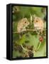 Two Harvest Mice Perching on Bramble with Blackberries, UK-Andy Sands-Framed Stretched Canvas