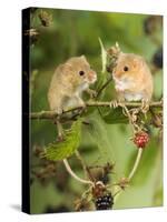 Two Harvest Mice Perching on Bramble with Blackberries, UK-Andy Sands-Stretched Canvas