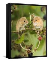Two Harvest Mice Perching on Bramble with Blackberries, UK-Andy Sands-Framed Stretched Canvas