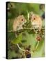 Two Harvest Mice Perching on Bramble with Blackberries, UK-Andy Sands-Stretched Canvas