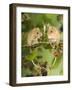 Two Harvest Mice Perching on Bramble with Blackberries, UK-Andy Sands-Framed Photographic Print