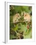 Two Harvest Mice Perching on Bramble with Blackberries, UK-Andy Sands-Framed Photographic Print