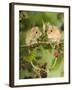 Two Harvest Mice Perching on Bramble with Blackberries, UK-Andy Sands-Framed Photographic Print
