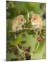 Two Harvest Mice Perching on Bramble with Blackberries, UK-Andy Sands-Mounted Photographic Print