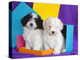 Two Havanese Puppies Sitting Together Surrounded by Colors, California, USA-Zandria Muench Beraldo-Stretched Canvas
