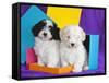 Two Havanese Puppies Sitting Together Surrounded by Colors, California, USA-Zandria Muench Beraldo-Framed Stretched Canvas