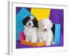 Two Havanese Puppies Sitting Together Surrounded by Colors, California, USA-Zandria Muench Beraldo-Framed Photographic Print