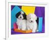 Two Havanese Puppies Sitting Together Surrounded by Colors, California, USA-Zandria Muench Beraldo-Framed Photographic Print