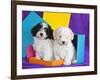 Two Havanese Puppies Sitting Together Surrounded by Colors, California, USA-Zandria Muench Beraldo-Framed Photographic Print