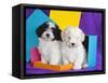 Two Havanese Puppies Sitting Together Surrounded by Colors, California, USA-Zandria Muench Beraldo-Framed Stretched Canvas