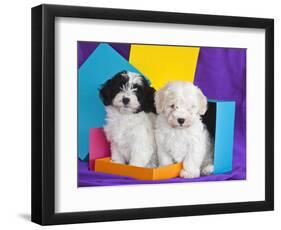 Two Havanese Puppies Sitting Together Surrounded by Colors, California, USA-Zandria Muench Beraldo-Framed Photographic Print