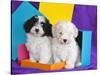 Two Havanese Puppies Sitting Together Surrounded by Colors, California, USA-Zandria Muench Beraldo-Stretched Canvas