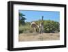 Two Head Butting Giraffes-Grobler du Preez-Framed Photographic Print