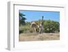 Two Head Butting Giraffes-Grobler du Preez-Framed Photographic Print