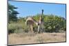 Two Head Butting Giraffes-Grobler du Preez-Mounted Photographic Print