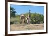 Two Head Butting Giraffes-Grobler du Preez-Framed Photographic Print