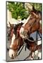 Two Head Horses-snoofek-Mounted Photographic Print