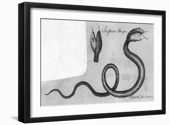 Two-Headed Snake, C.1770-A Bell-Framed Art Print