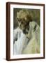 Brown Frame