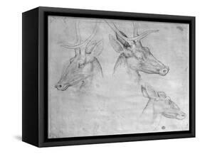 Two Heads of Stags, One Head of a Doe-Antonio Pisani Pisanello-Framed Stretched Canvas