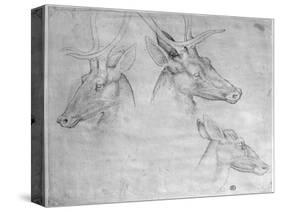 Two Heads of Stags, One Head of a Doe-Antonio Pisani Pisanello-Stretched Canvas