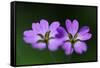 Two Hedgerow Cranesbills (Geranium Pyrenaicum) Flowers, Larochette, Mullerthal, Luxembourg, May-Tønning-Framed Stretched Canvas