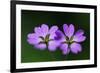 Two Hedgerow Cranesbills (Geranium Pyrenaicum) Flowers, Larochette, Mullerthal, Luxembourg, May-Tønning-Framed Photographic Print