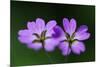 Two Hedgerow Cranesbills (Geranium Pyrenaicum) Flowers, Larochette, Mullerthal, Luxembourg, May-Tønning-Mounted Photographic Print