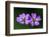 Two Hedgerow Cranesbills (Geranium Pyrenaicum) Flowers, Larochette, Mullerthal, Luxembourg, May-Tønning-Framed Photographic Print