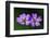 Two Hedgerow Cranesbills (Geranium Pyrenaicum) Flowers, Larochette, Mullerthal, Luxembourg, May-Tønning-Framed Photographic Print