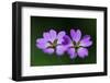 Two Hedgerow Cranesbills (Geranium Pyrenaicum) Flowers, Larochette, Mullerthal, Luxembourg, May-Tønning-Framed Photographic Print