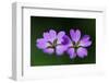 Two Hedgerow Cranesbills (Geranium Pyrenaicum) Flowers, Larochette, Mullerthal, Luxembourg, May-Tønning-Framed Photographic Print