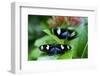 Two Heliconia Sara Butterflies Sit on a Green Leaf in Key West-Karine Aigner-Framed Photographic Print