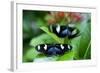 Two Heliconia Sara Butterflies Sit on a Green Leaf in Key West-Karine Aigner-Framed Photographic Print