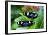 Two Heliconia Sara Butterflies Sit on a Green Leaf in Key West-Karine Aigner-Framed Photographic Print