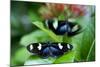 Two Heliconia Sara Butterflies Sit on a Green Leaf in Key West-Karine Aigner-Mounted Photographic Print