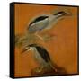 Two herons-Pieter Boel-Framed Stretched Canvas