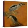 Two herons-Pieter Boel-Stretched Canvas