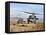 Two HH-60 Pavehawk Helicopters Preparing to Land-Stocktrek Images-Framed Stretched Canvas