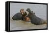 Two Hippopotami Fighting in Water-Arthur Morris-Framed Stretched Canvas