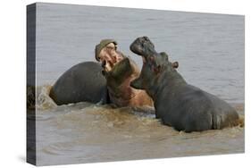 Two Hippopotami Fighting in Water-Arthur Morris-Stretched Canvas