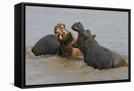 Two Hippopotami Fighting in Water-Arthur Morris-Framed Stretched Canvas