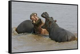 Two Hippopotami Fighting in Water-Arthur Morris-Framed Stretched Canvas