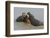 Two Hippopotami Fighting in Water-Arthur Morris-Framed Premium Photographic Print