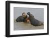 Two Hippopotami Fighting in Water-Arthur Morris-Framed Premium Photographic Print