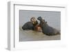 Two Hippopotami Fighting in Water-Arthur Morris-Framed Premium Photographic Print