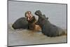 Two Hippopotami Fighting in Water-Arthur Morris-Mounted Premium Photographic Print