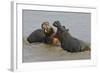 Two Hippopotami Fighting in Water-Arthur Morris-Framed Photographic Print