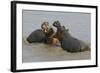 Two Hippopotami Fighting in Water-Arthur Morris-Framed Photographic Print